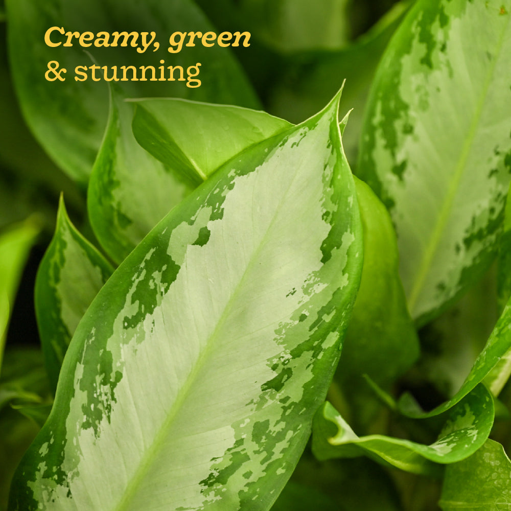Aglaonema Manila Beauty - Large