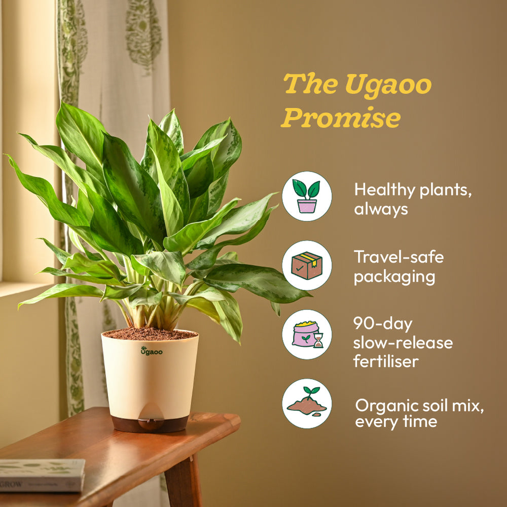 Aglaonema Manila Beauty - Large