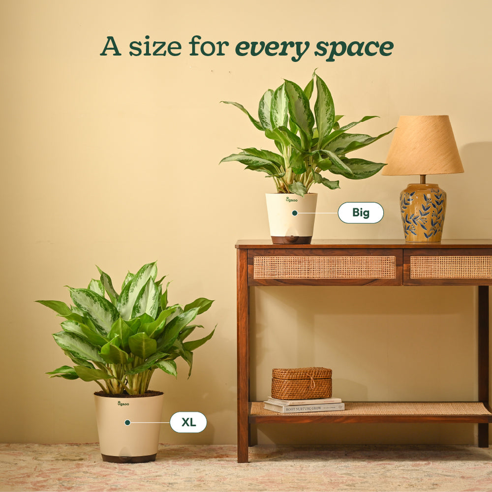 Aglaonema Manila Beauty - Large