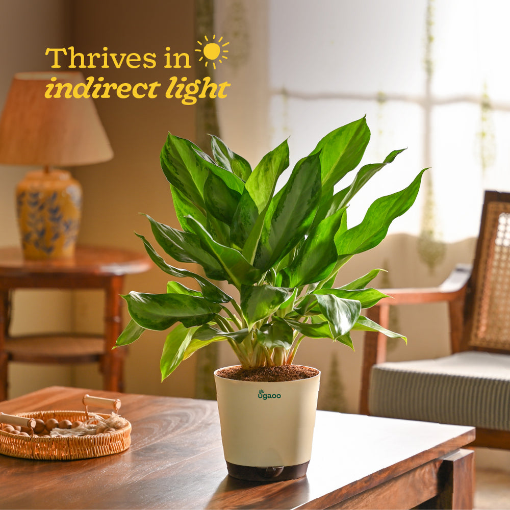Aglaonema Manila Beauty - Large