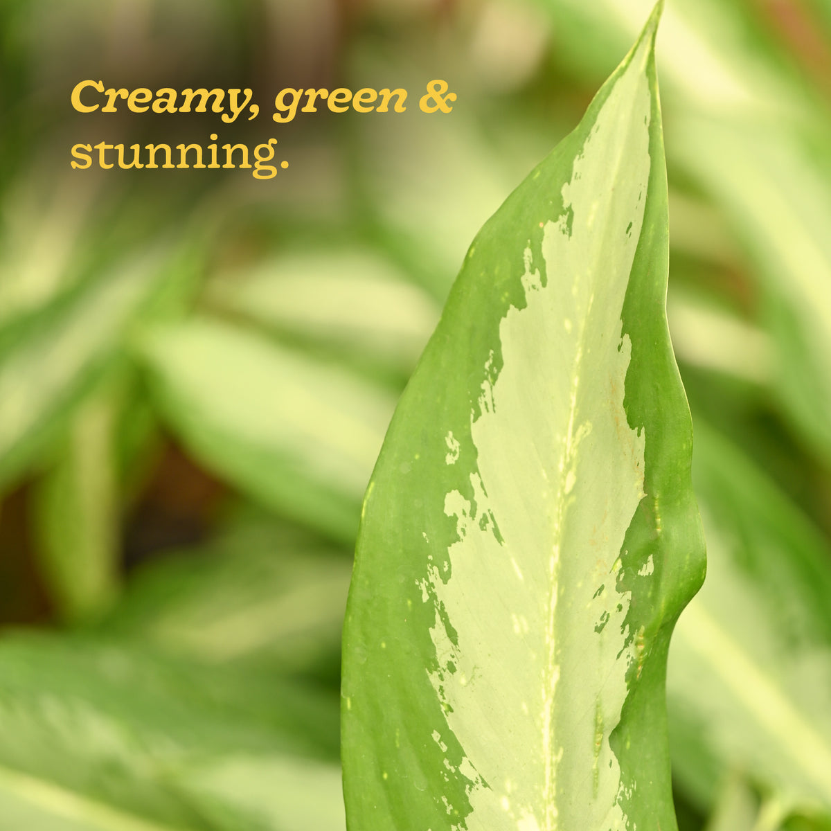 Aglaonema Manila Beauty - XL