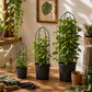 Trellis Plant Support Stands - Set of 3