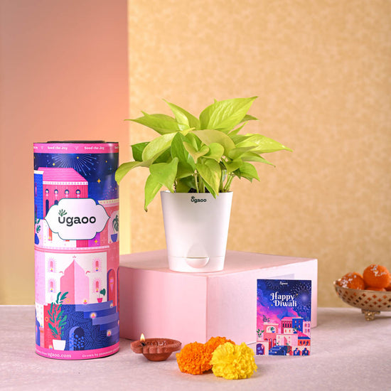 Money Plant Golden Gift Diwali