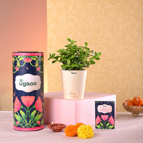 Jade Mini Plant Gift Diwali