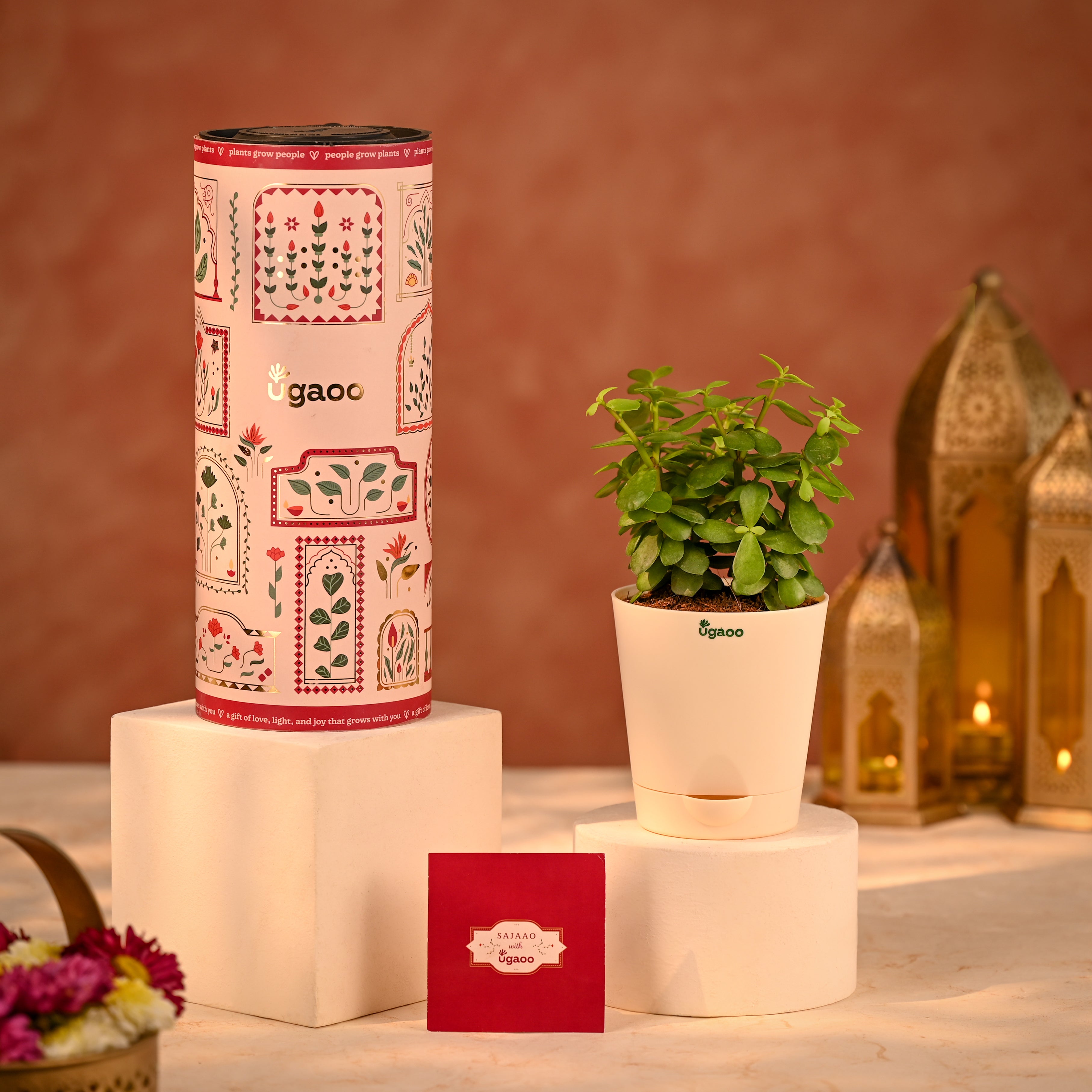 Jade Mini Prosperity Diwali Gift plant