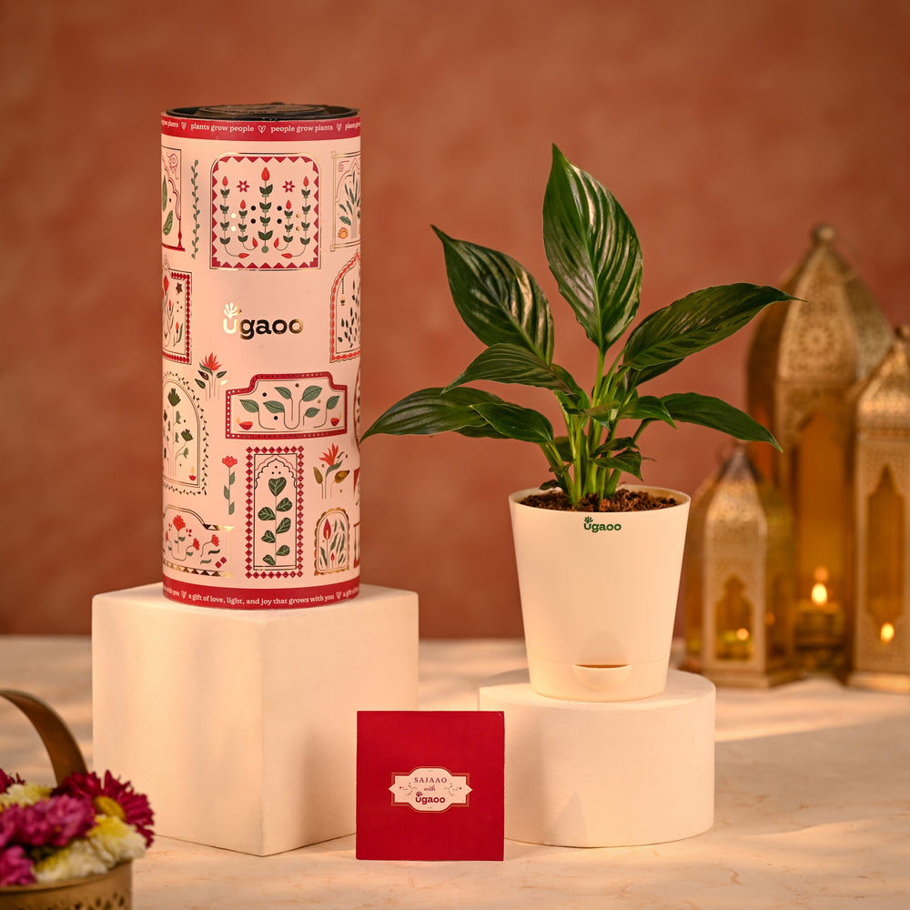 Peace Lily  Eco-Friendly Diwali Gift