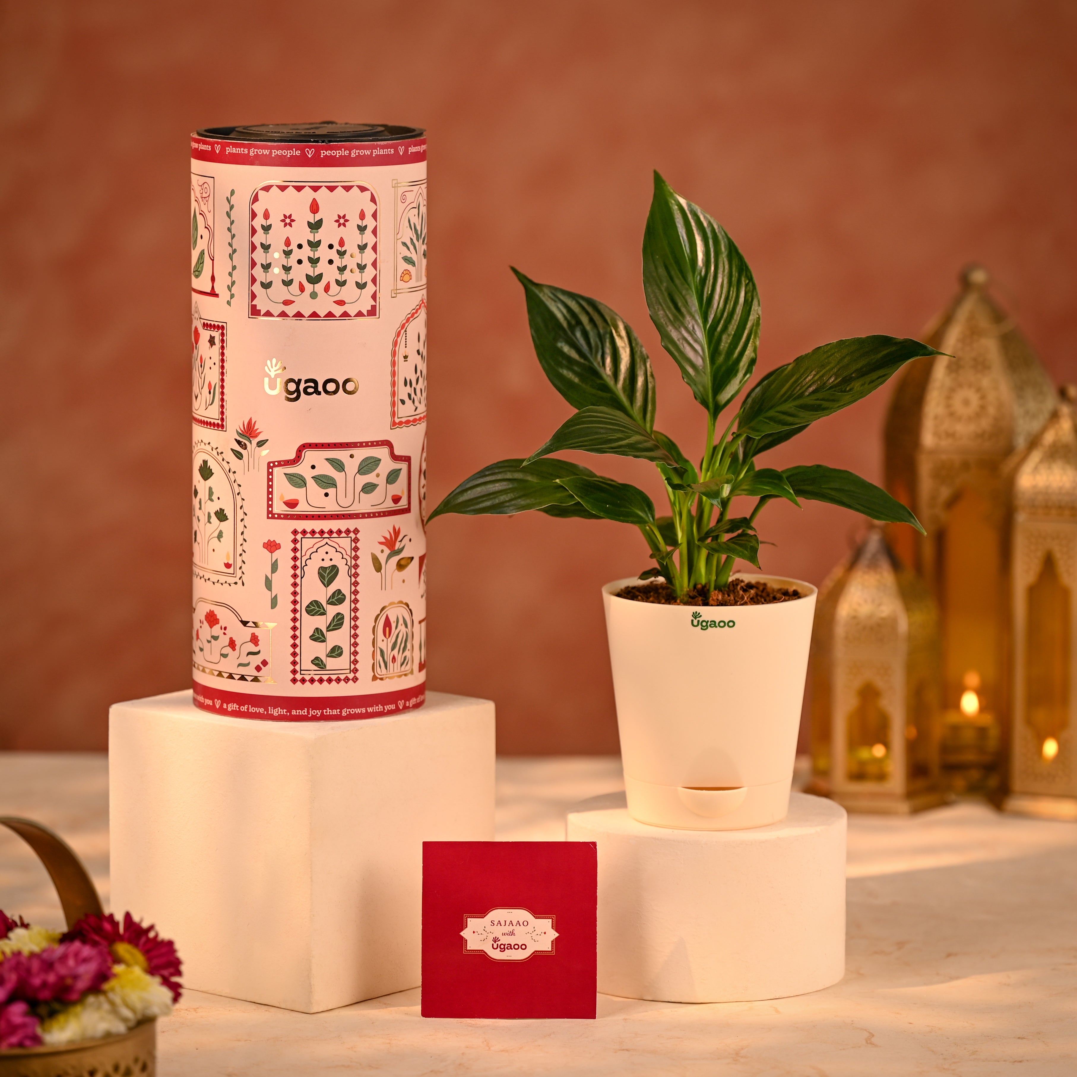 Peace Lily  Eco-Friendly Diwali Gift