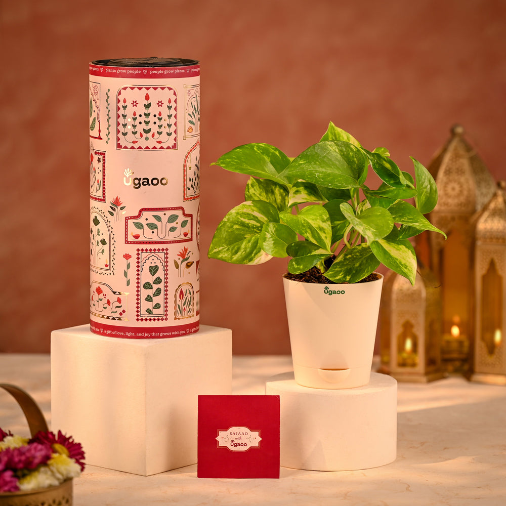 Money Plant Variegated Corporate Diwali Gift