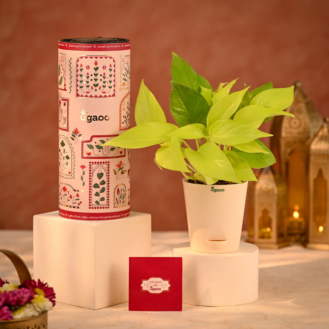 Golden Money Plant Perfect Diwali Gift