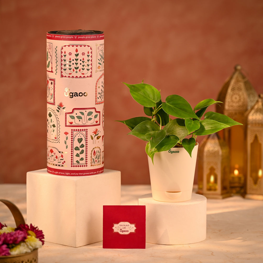 Philodendron Oxycardium Green - Festive Plant Gift with Card