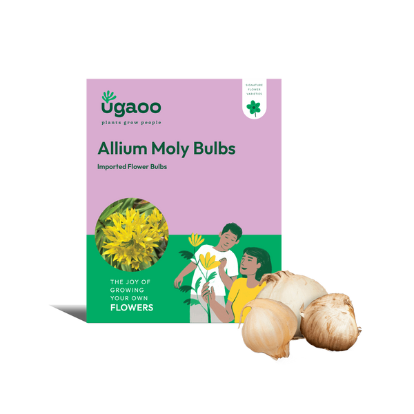 Allium Moly Bulbs