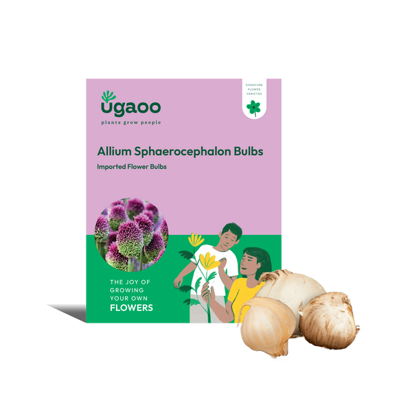 Allium Sphaerocephalon Bulbs