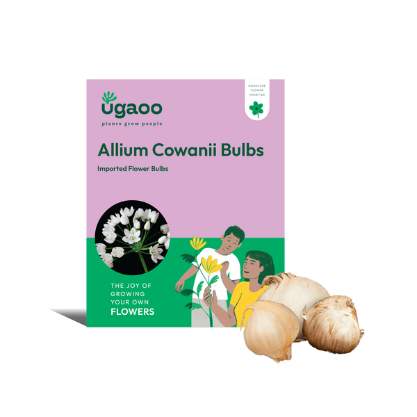 Allium Cowanii Bulbs