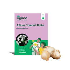 Allium Cowanii Bulbs