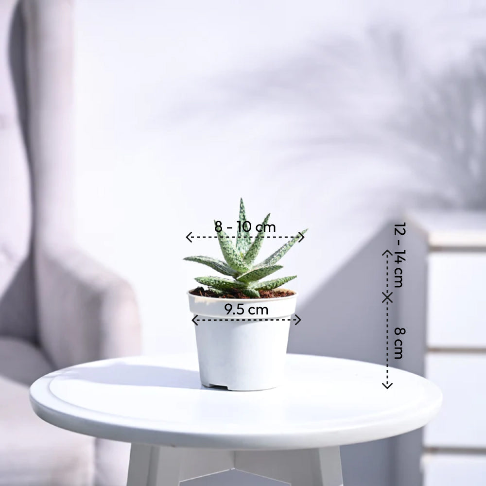 white aloe vera plant for sale Aloe Blizzard Plant for Sale