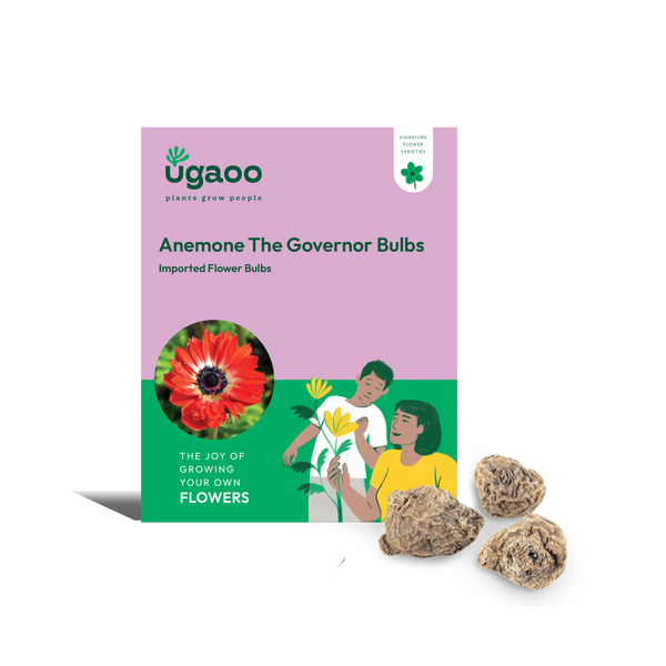 Anemone The Governor Bulbs