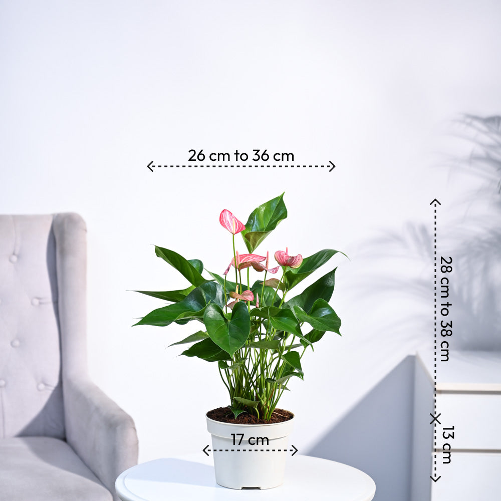anthurium live plant online india Buy Anthurium Livium Plant |Placement, Benefits & Importance – Ugaoo
