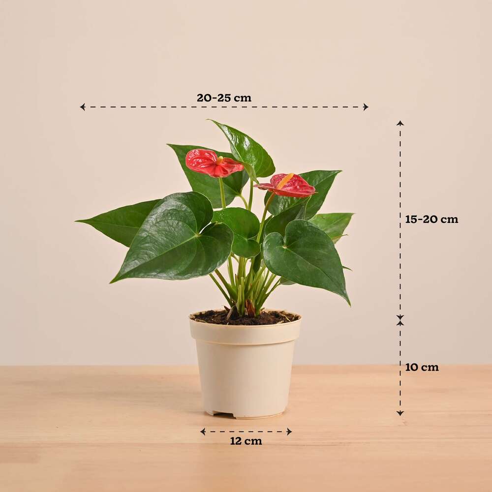 anthurium plant vastu direction Anthurium Red Plant