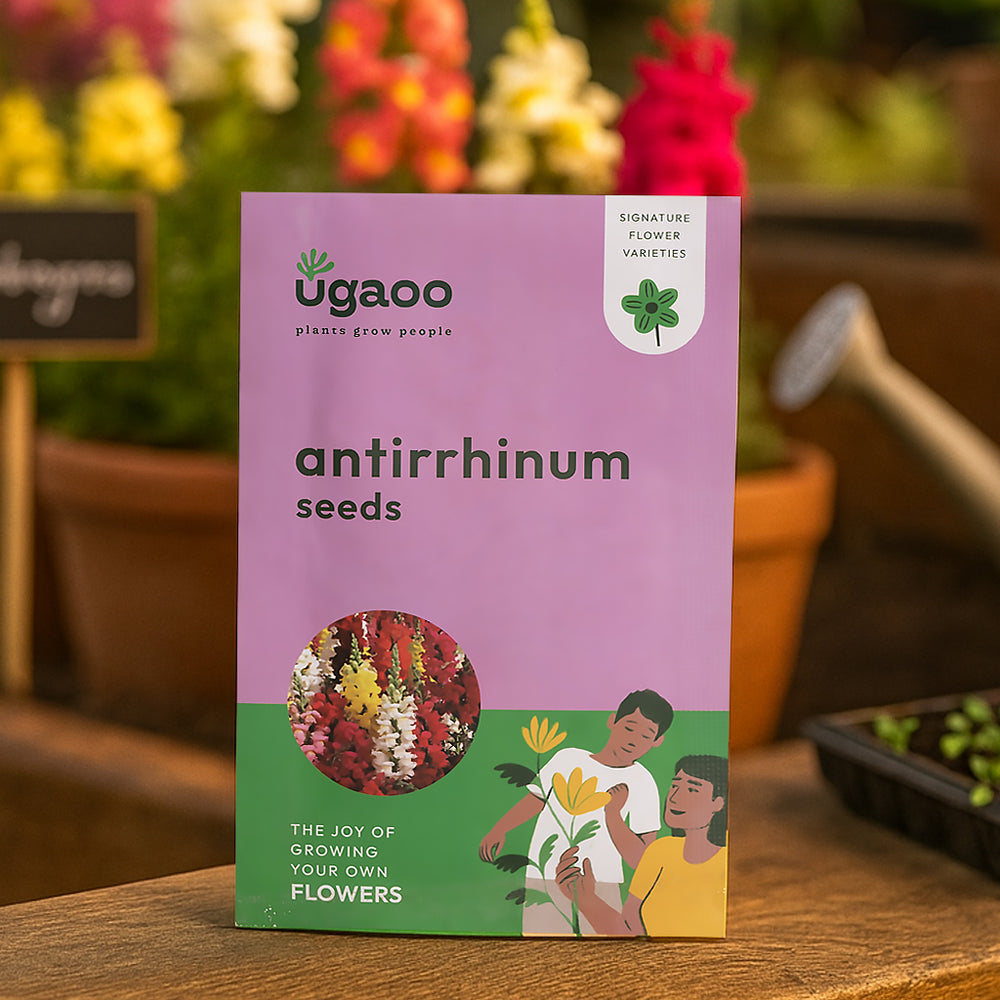 Antirrhinum Seeds