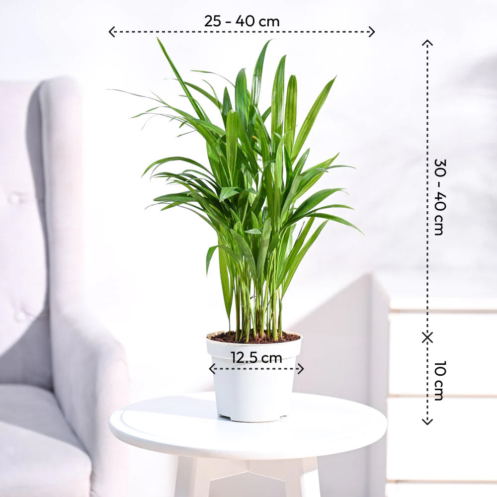 areca palm tree prices Areca Palm Plant