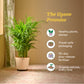 Areca Palm Plant XL