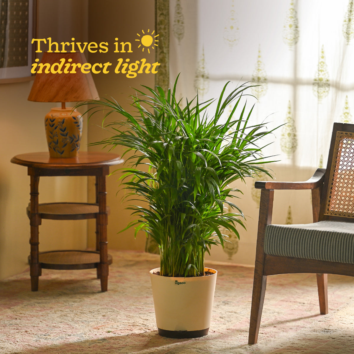 Areca Palm Plant XL