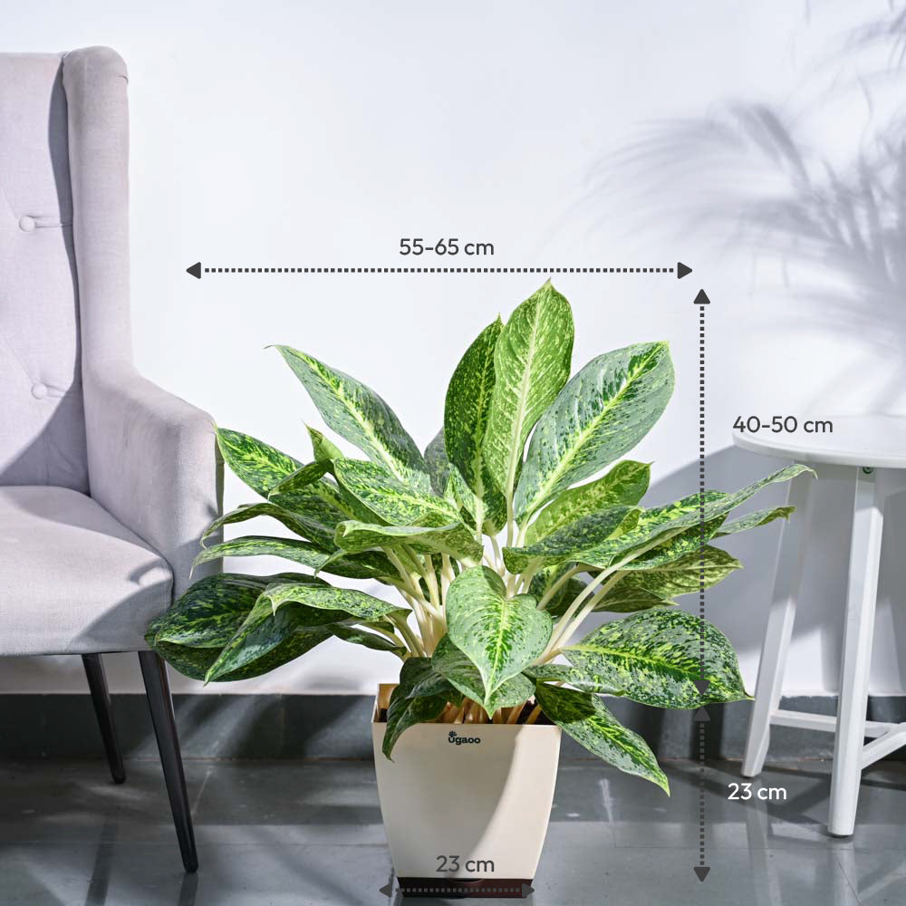 aglaonema butterfly Buy Aglaonema Butterfly Plant XL Plant: Elevate Your Space with Elegance – Ugaoo