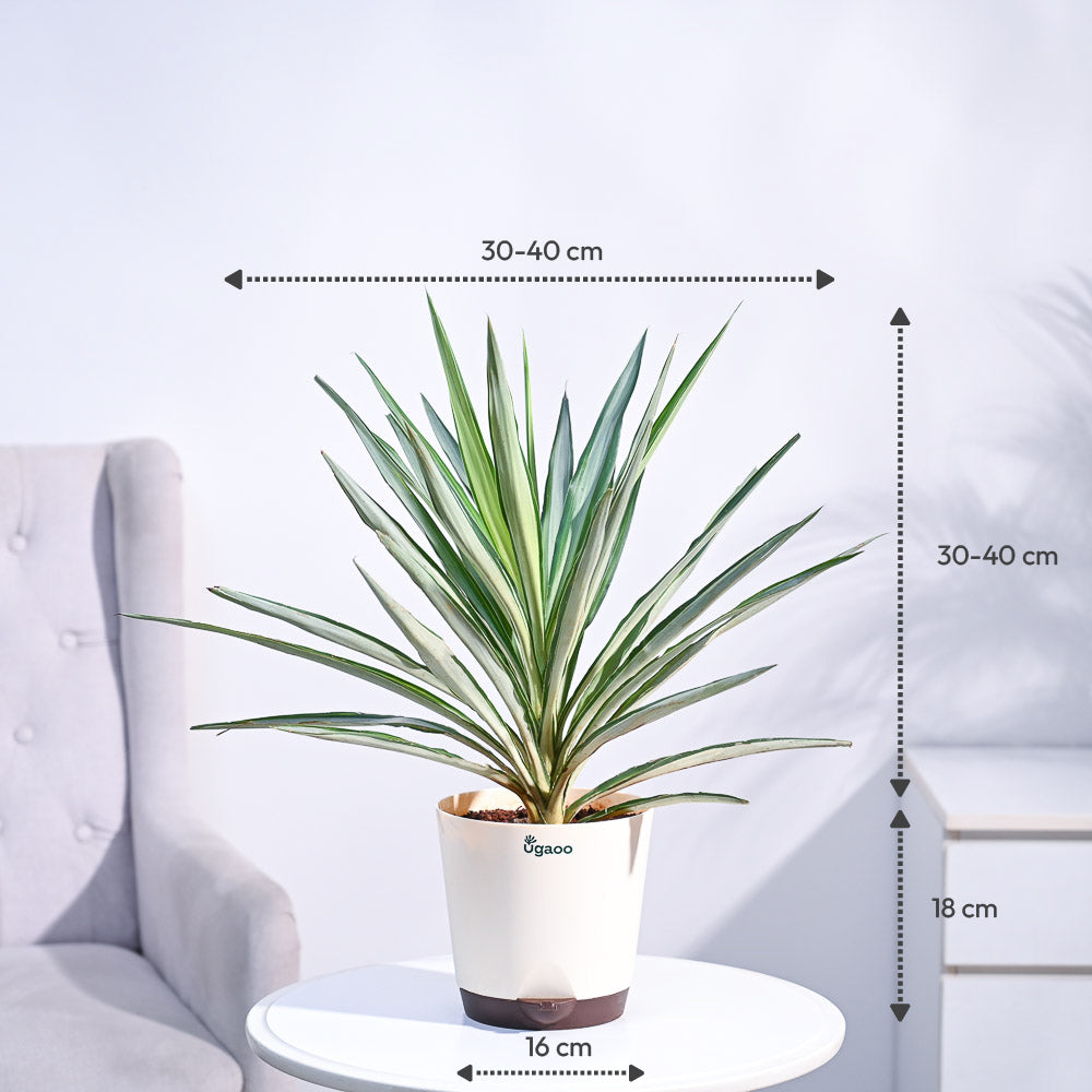 Yucca Silver Plant – Ugaoo