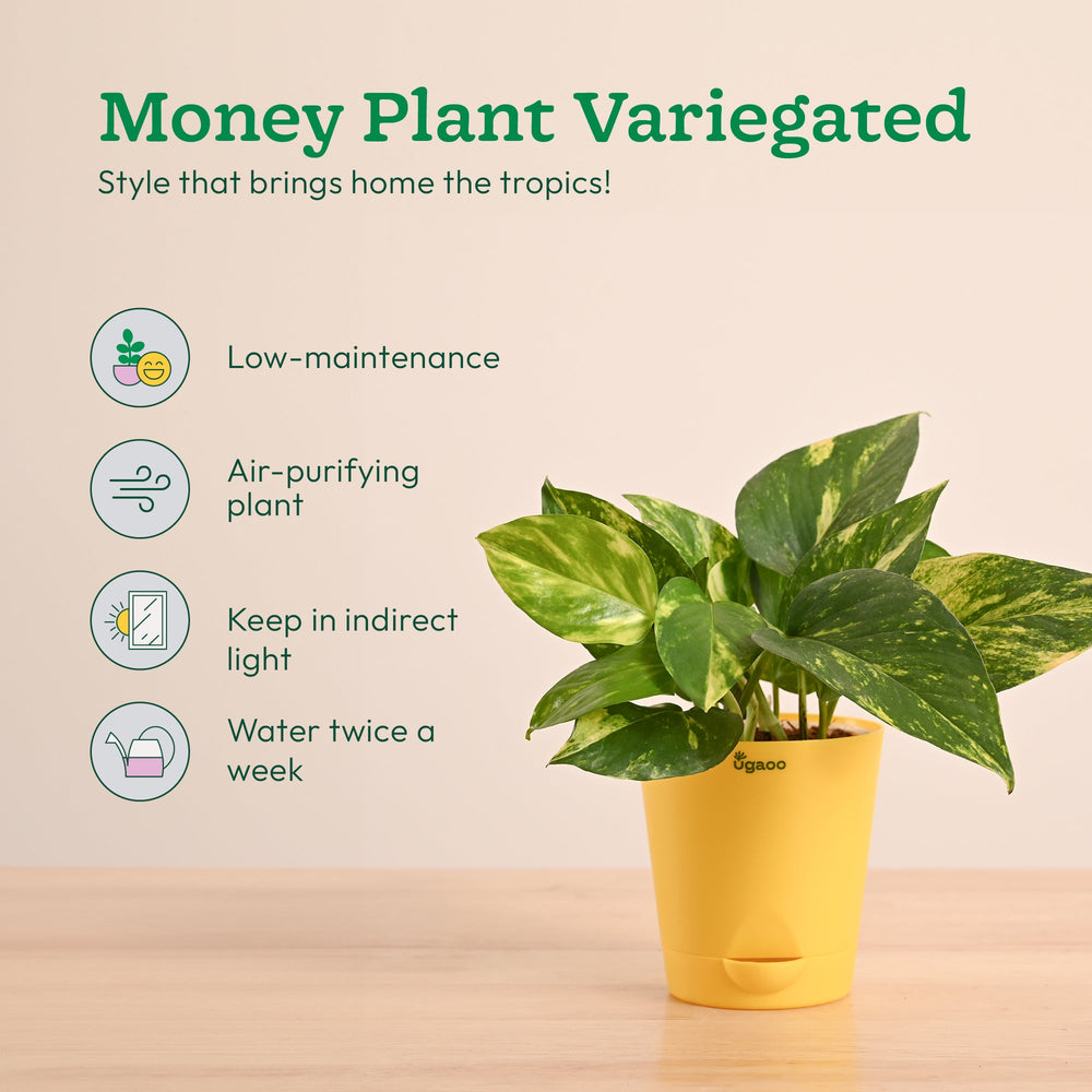 Decorative Indoor Plant Combo - Variegated &amp; Tropical Greens