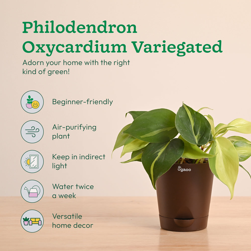 Decorative Indoor Plant Combo - Variegated &amp; Tropical Greens