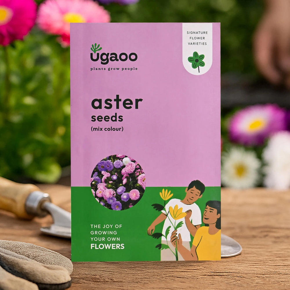 aster flower seeds online Buy Aster Mix Seeds Online