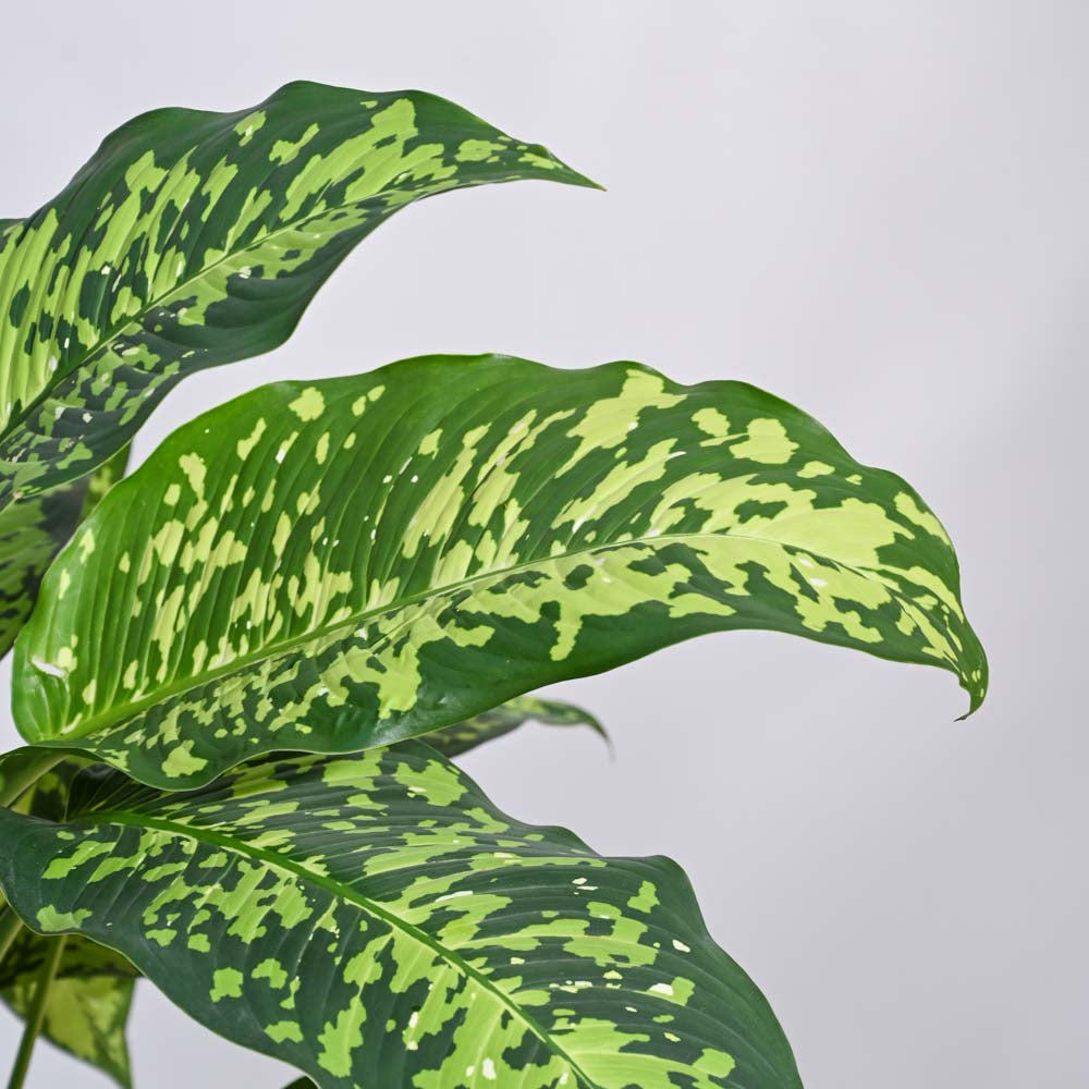 dieffenbachia cheetah Dieffenbachia Cheetah Plant