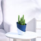 Cactus_Plant__Elongated_NUPL0186AMB_Midnight_Blue