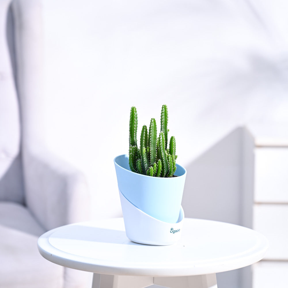 Cactus_Plant__Elongated_NUPL0186ABL_Blue