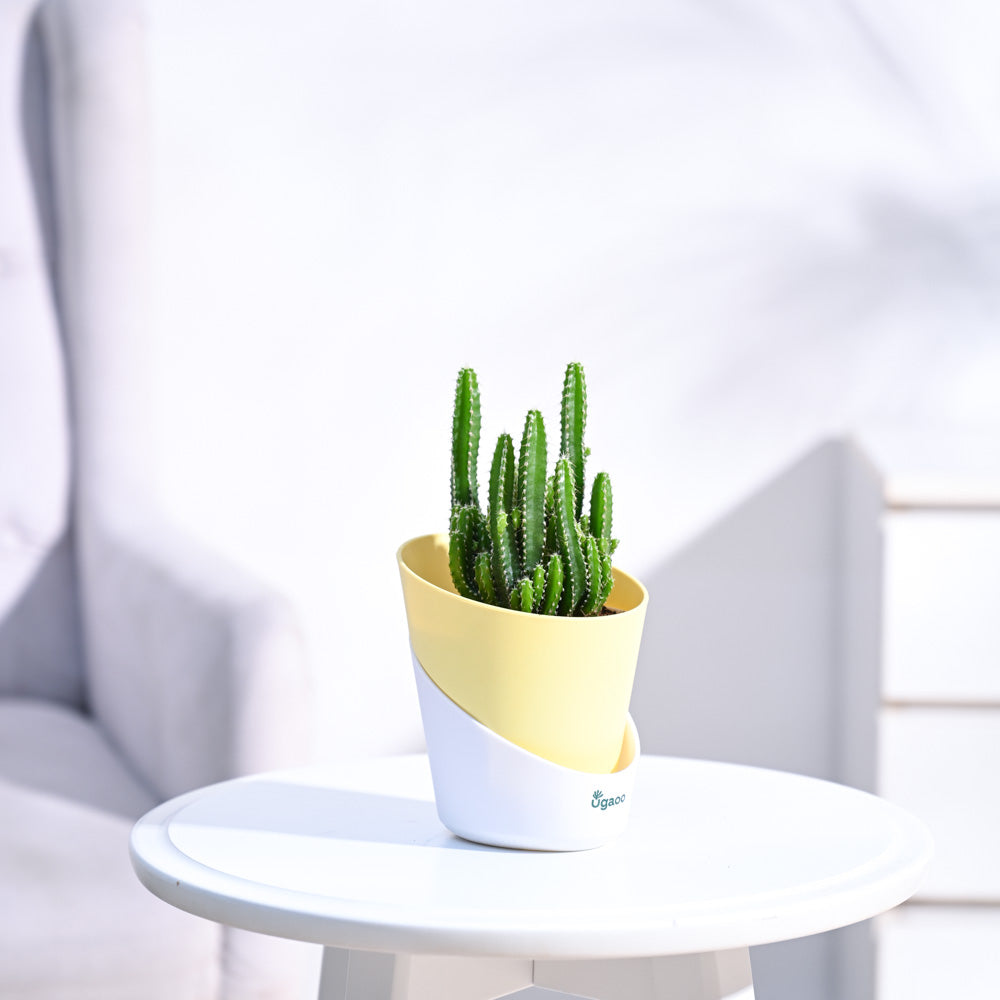 Cactus_Plant__Elongated_NUPL0186AYL_Yellow