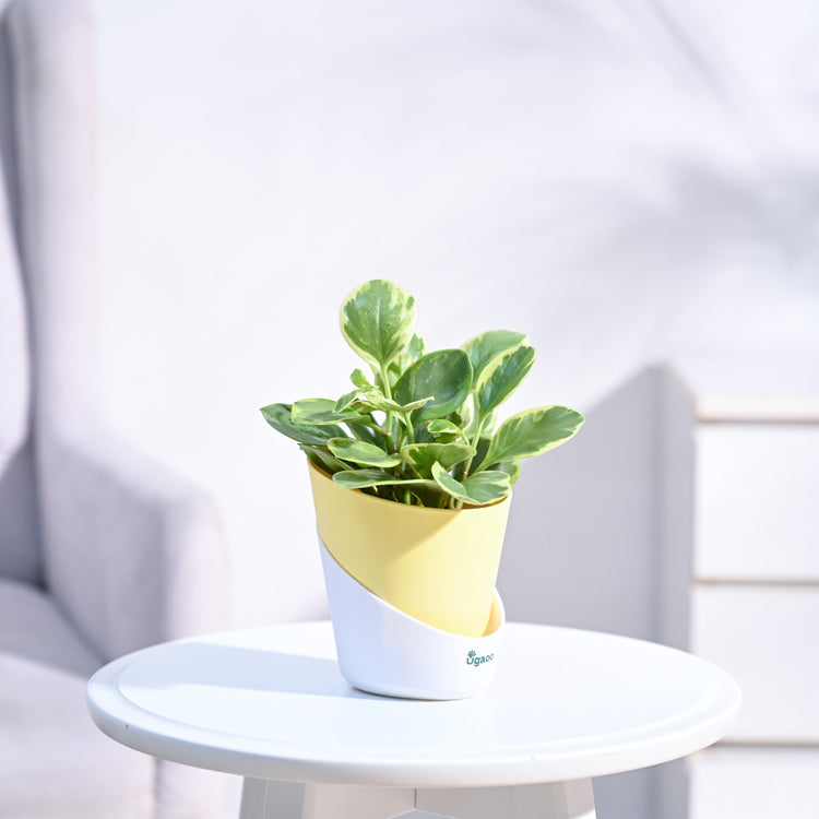 Peperomia_Variegated_Plant_NUPL0057AYL_Yellow