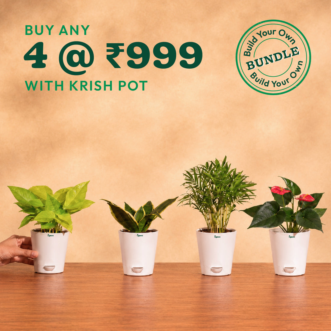 Build your plant bundle @ ₹999