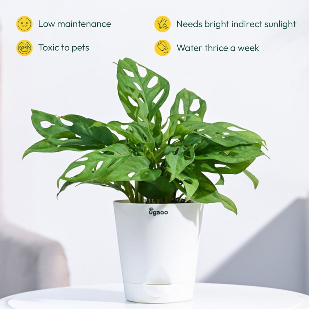 philodendron broken heart plant benefits Plant Beginners Kit with Broken Heart Plant – Ugaoo