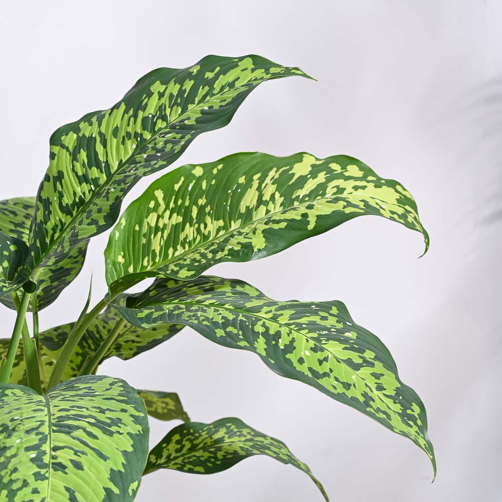 dieffenbachia cheetah care Dieffenbachia Cheetah Plant