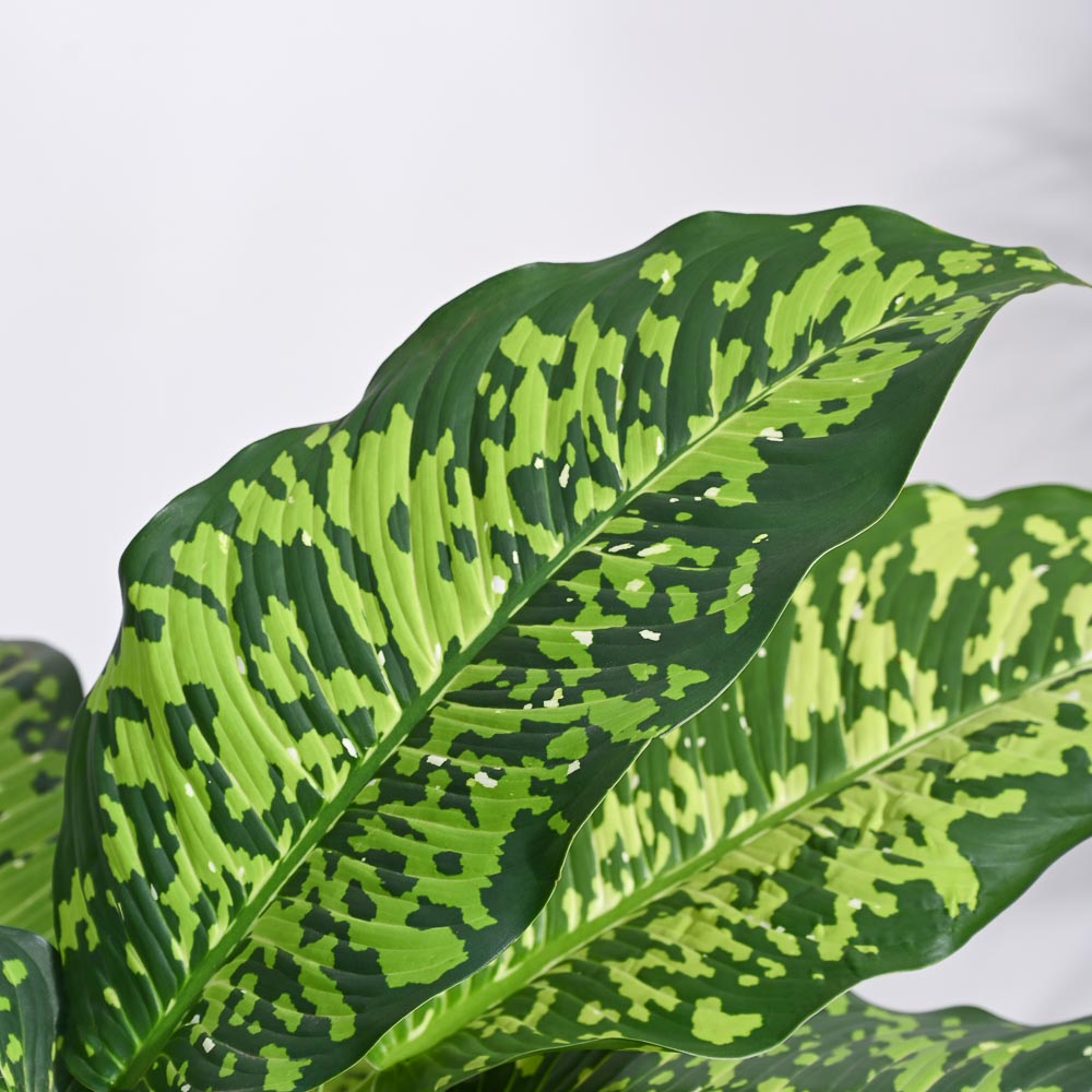 dieffenbachia leopard Dieffenbachia Cheetah Plant