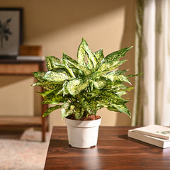 Aglaonema Snow White Plant