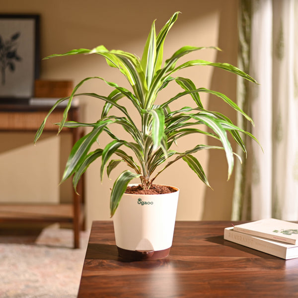Dracena Lemon Lime Plant - Large