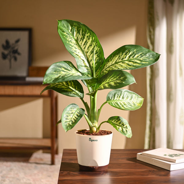 Dieffenbachia Tropic Snow Plant - Large