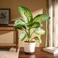 Dieffenbachia Tropic Snow Plant - Large