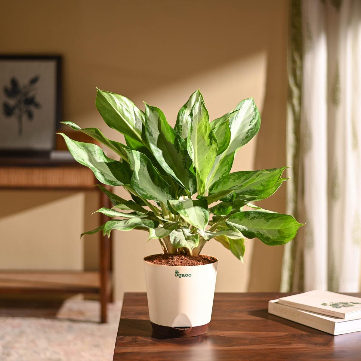 Aglaonema Manila Beauty - Large