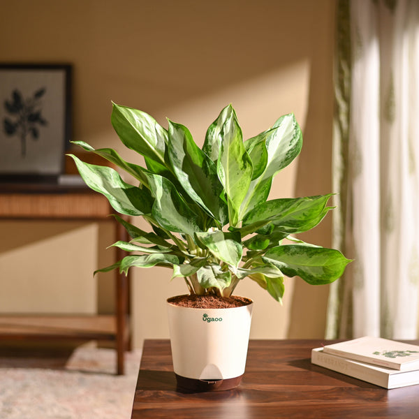 Aglaonema Manila Beauty - Large