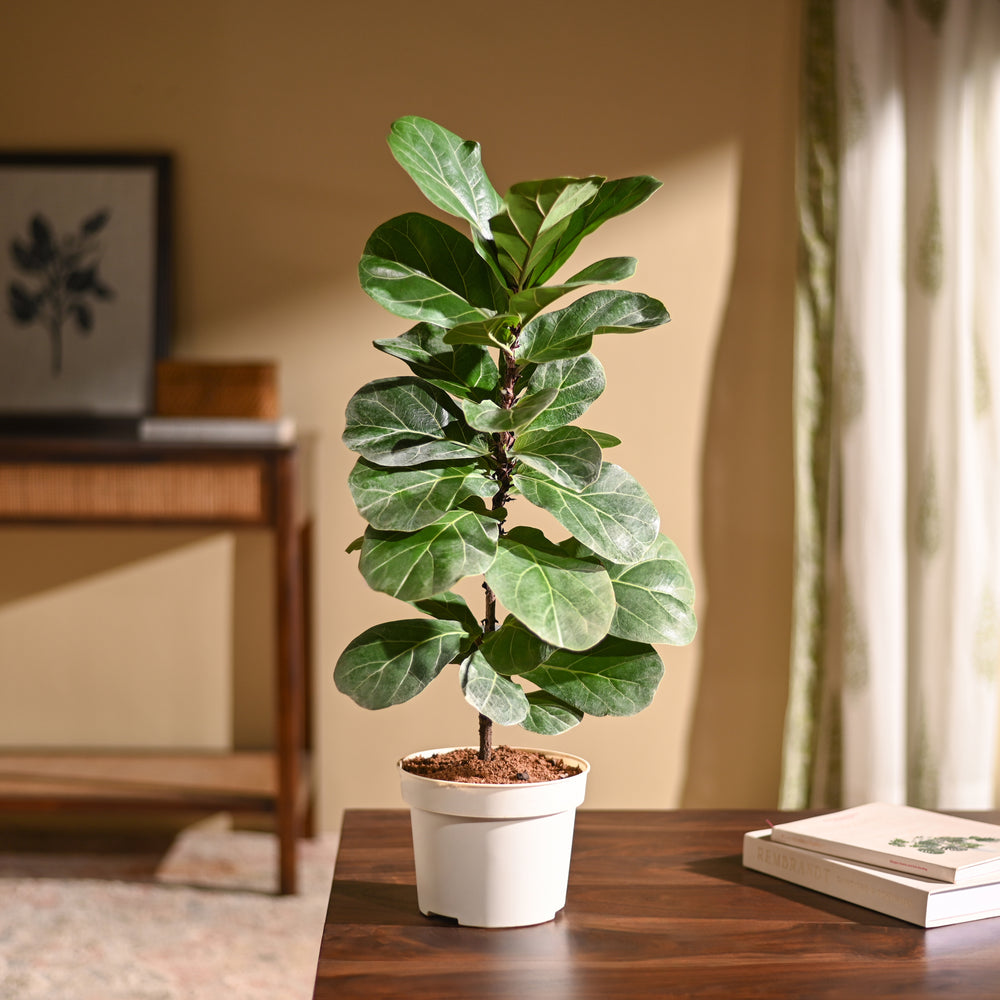 Fiddle Leaf Fig Plant - Bambino