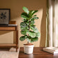 Fiddle Leaf Fig Plant - Bambino