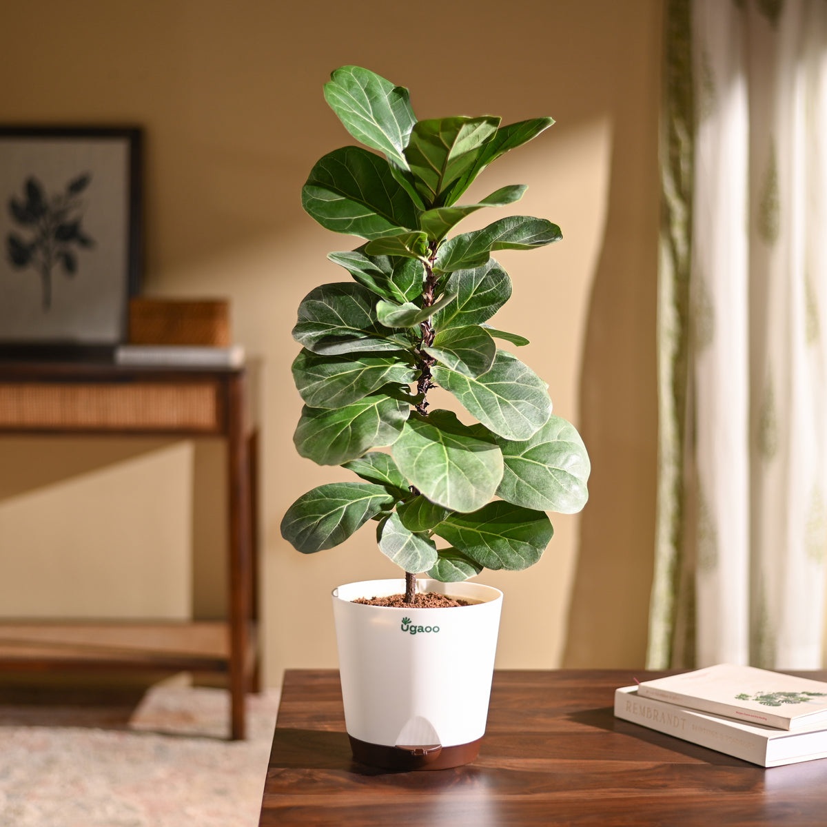 Fiddle Leaf Fig Plant - Bambino