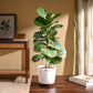 Fiddle Leaf Fig Plant - Bambino